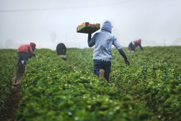 San Quintín, paraíso de la explotación laboral agrícola