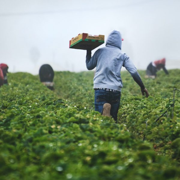 San Quintín, paraíso de la explotación laboral agrícola