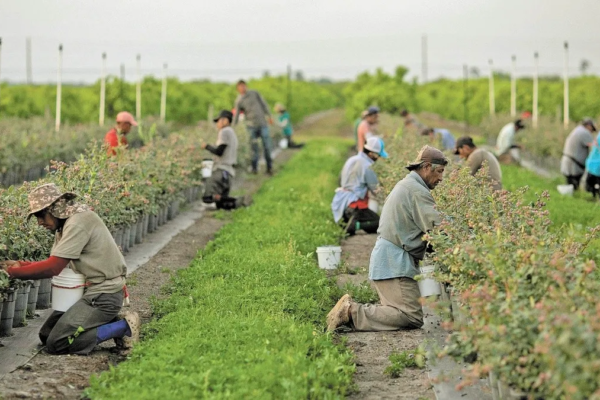 Publica Secretaría del Trabajo y Previsión Social Proyecto de la NOM 38, que clasifica el trabajo de riesgos en actividades agrícolas
