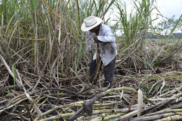 Azucareros logran incremento de 6.35% directo al salario
