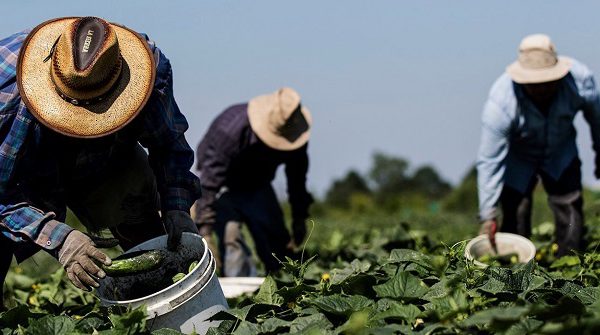 Denuncian abusos en Canadá contra empleados temporales