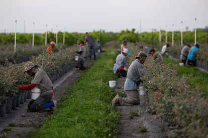 Jornaleros migrantes transforman las condiciones de trabajo en EU
